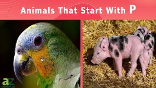 Animals That Start With The Letter P Listed With Facts [upl. by Nuarb]