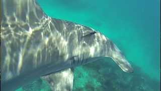 Huge 10 ft Hammerhead Shark Bumps Diver in Florida Keys  Islamorada Shark Encounter [upl. by Coh]