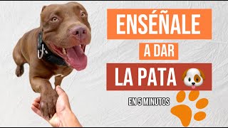 Como ENSEÑAR a tu PERRO a dar la PATA 🐶✅ Comando adicional 🔥 [upl. by Addison783]