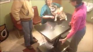 Completing a Low Stress Handling Exam on a Nervous Dog [upl. by Aliehc]