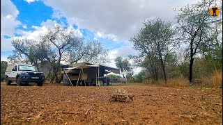 Power tortoise at our camp house [upl. by Eilagam909]