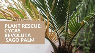 Plant Rescue Cycas Revoluta Sago Palm  Sago Palm Care [upl. by Santana]