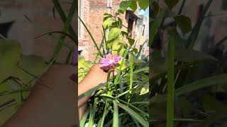 Pink colour rain lily plant… rainlilyflower [upl. by Krasnoff]