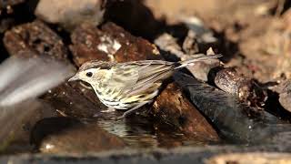 Speckled Warbler [upl. by Terchie]