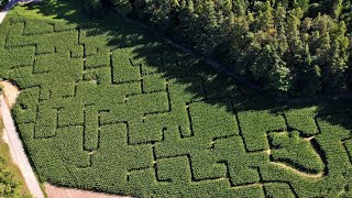 Maislabyrinth Markelfingen [upl. by Rhyne]