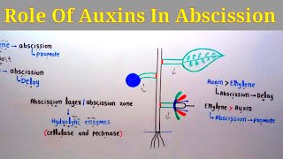 Role Of Auxins In Abscission  Lec 31  Plant Physiology [upl. by Oman]