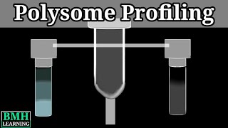 Polysome Profiling [upl. by Kinney]