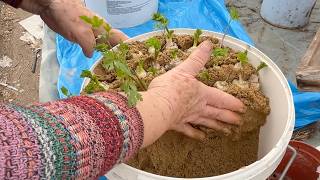 How to Store Parsley Roots for Fresh Leaves All Winter [upl. by Sanford]