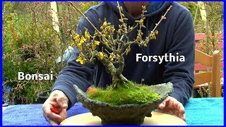 Bonsai die Entwicklung der Forsythien sie blühen wunderschön [upl. by Aleakcim]