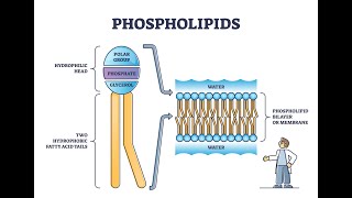 What is Plaquex The Exciting New Treatment for Atherosclerosis [upl. by Lilli]