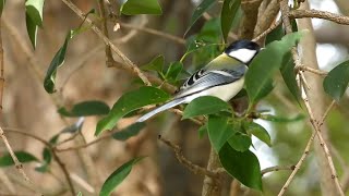 シジュウカラ Parus minor  公園の野鳥 [upl. by Alton]