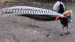 Lady Amhersts pheasant display [upl. by Watkin]