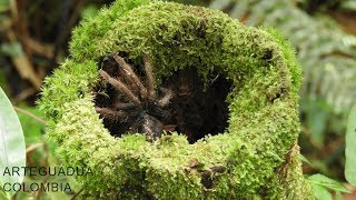 conoces la Guadua angustifolia kunth Colombia 2017 [upl. by Esac]