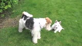 Westie Puppy Rosie meets Wire Fox Terrier Bertie [upl. by Klayman]