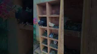 Kabutarbazi Vlogs Tamba Pigeon🕊 pigeon petvlogger vlog bird minivlog funny petlover budgries [upl. by Akimat]