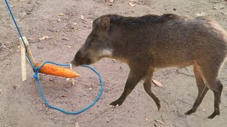 Armadilha para pegar animais javali paca capivara tatu veado cutia catetosobrevivência na selva [upl. by Georgeta501]