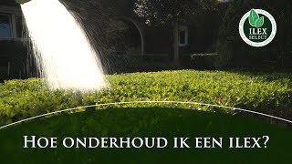 Hoe onderhoud ik een Ilex crenata [upl. by Hgieliak]