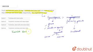 From evolutionary point of view tracheids and sieve cells are more primitive than tracheae and s [upl. by Stauffer24]