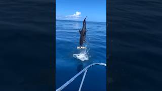 Why does dolphin jumps like this shorts facts amazingfacts viralshorts viral [upl. by Leonora]