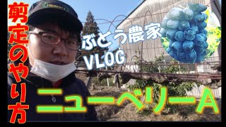 ベリーAの剪定方法 VLOG21111 [upl. by Trinl]