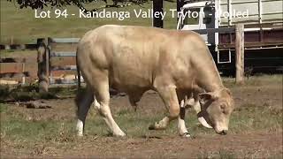 Lot 94 Kandanga Valley Tryton  Polled Charbray  Sells 3rd August 2024 [upl. by Itram]