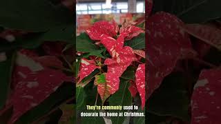 Red christmas plant Poinsettias Euphorbia pulcherrima shorts [upl. by Eecyac]