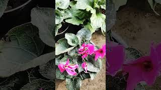 Cyclamen plant care cyclamen plants caretips shorts [upl. by Levey]