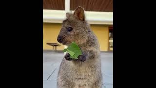 Quokka munching a leaf [upl. by Iormina]