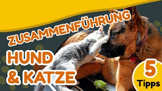 Wie Hund und Katz  So gelingt ein friedliches Zusammenleben 👉 5 ProfiTipps Training 41 2021 [upl. by Weasner]