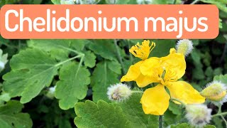 🟠 Chelidonium majus ⚘ Plantas bioindicadoras del suelo Shorts [upl. by Mauralia]