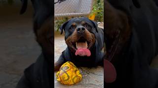 My ANGRY Dog ​​​​Bursted the Ball  🐶😂 dog funny doglover [upl. by Yecad]