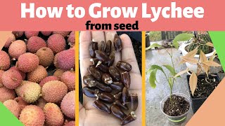 How to Grow Lychee from Seed [upl. by Hawley532]