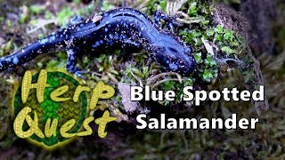 Blue Spotted Salamander  Herp Quest 1 Herpetology Education [upl. by Hook]