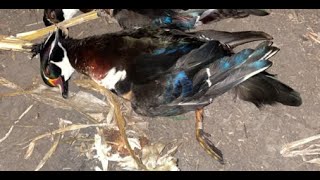 Banded Wood Duck in a Field [upl. by Atnicaj]