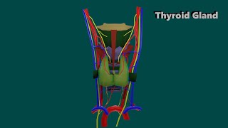 3D Anatomy of Thyroid gland [upl. by Aym]