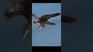 Terrifying Eagle Attacks Caught on Camera [upl. by Murielle]