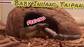 BABY Inland Taipan Feeding [upl. by Floyd]