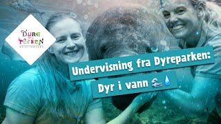 Undervisning fra Dyreparken Dyr i vann 🌊💧 [upl. by Stovall]