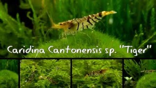 Caridina cantonensis sp Tiger [upl. by Yzus]