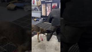 Leg bite 😱 dogtraining doglover viralvideo puppy dogowner protectiondog bite k9 fyp [upl. by Risser]