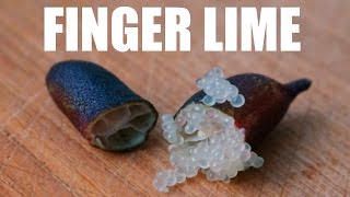 Australian FINGER LIME Taste Test  Fruity Fruits [upl. by Nairde534]