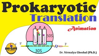 Prokaryotic Translation Protein synthesis in bacteria animation [upl. by Grantland31]