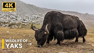 Wildlife Of Yaks  Ultra HD net geo wild documentary  wildwide life [upl. by Siegel]