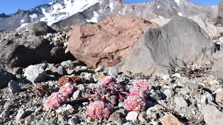 173 Obscure Daisies Weird Anemones Volcanic Fields amp Lightning Rocks [upl. by Hime]