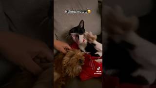 A problem free philosophy😄 funny cat dog uk viral [upl. by Steere931]