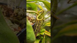 Nepenthes platychila x vogelii [upl. by Nawuq955]