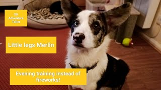 Too many fireworks for an evening walk  a bit of training with Merlin instead [upl. by Hartzel]