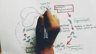 Trypanosoma Lifecycle  Trypanosoma gambiense lifecycle  Trypanosoma brucei  Trypanosomiasis [upl. by Nahtnamas]