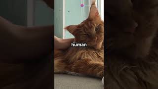 Orange Maine Coon Cats A Gentle Giant 2025 [upl. by Bolton]