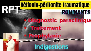 Réticulopéritonite TraumatiqueDiagnostic paraclinique traitement prophylaxie chez les ruminant [upl. by Eilata]